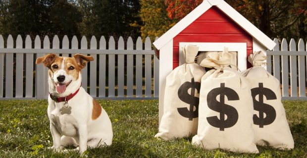 Wealthy Dog