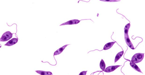 leishmania