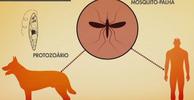 leishmaniose