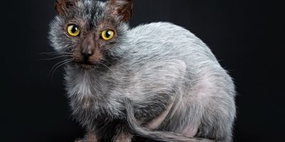 Lykoi