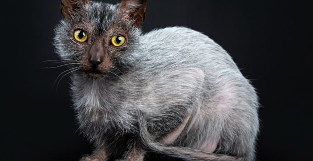 Lykoi
