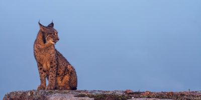 lince ibérico