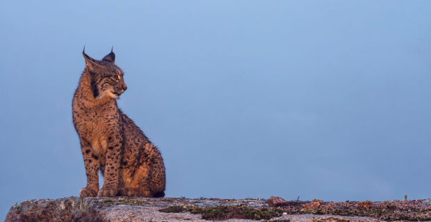 lince ibérico