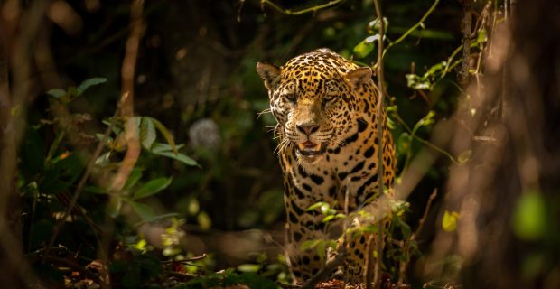 fauna