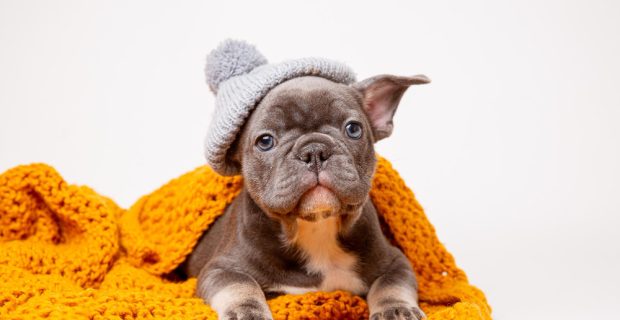 frio animais