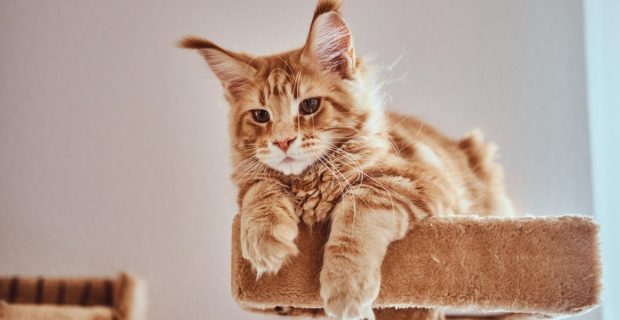 maine coon