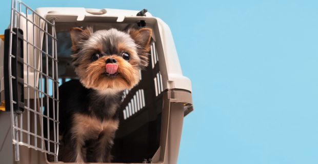 lindo-retrato-de-animal-de-estimacao-de-cachorro-pequeno-com-gaiola