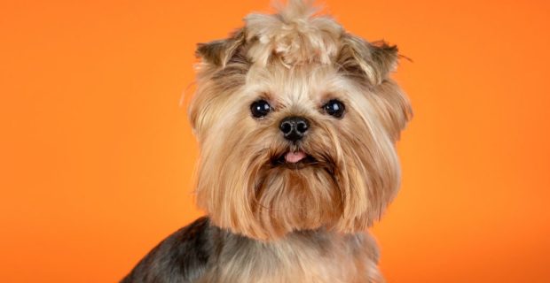 lindo-retrato-de-animal-de-estimacao-isolado-1024x683