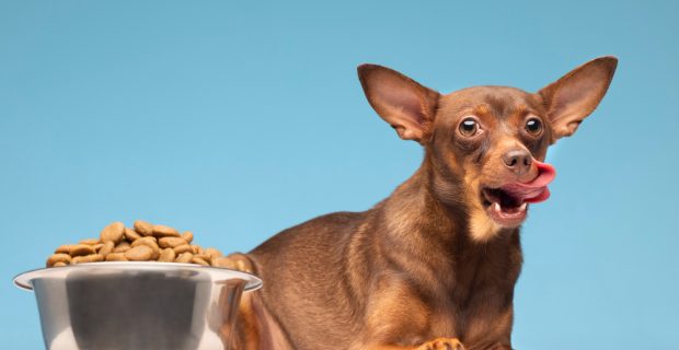 nutrição pets