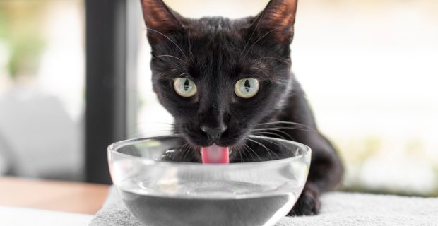 gato bebendo água