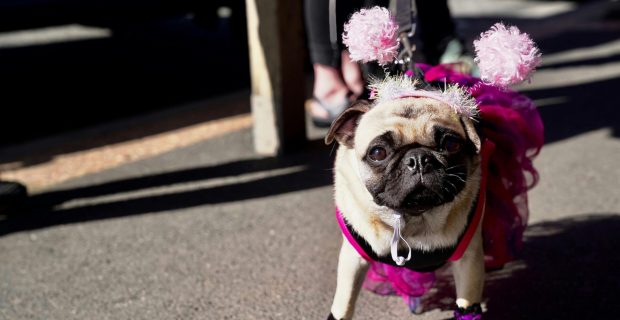 Veterinária alerta sobre os cuidados com a saúde dos pets durante o Carnaval