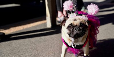 Veterinária alerta sobre os cuidados com a saúde dos pets durante o Carnaval