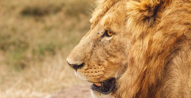Lion portrait