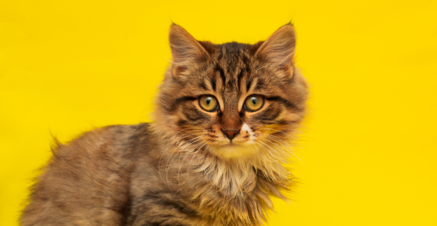 lipidose hepática em gatos