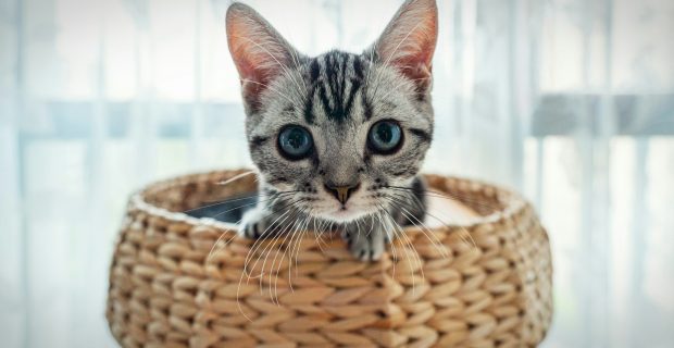 Little Cat