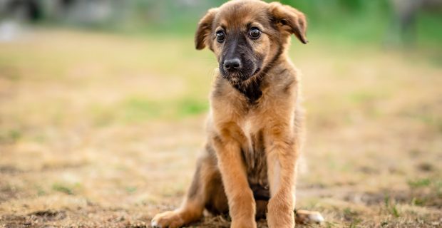 Little homeless puppy obediently waiting