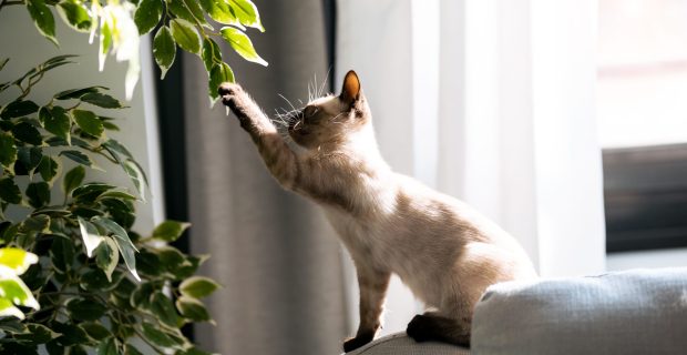 Little siamese kitten sitting on couch under green plant and playing with paw at home.
