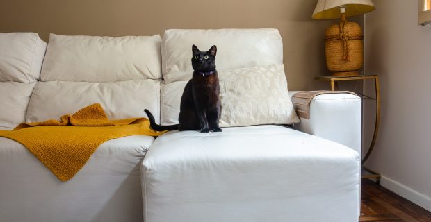 living room with white sofa and a black cat