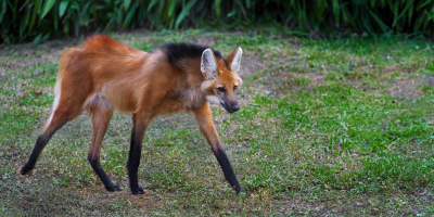 lobo guara