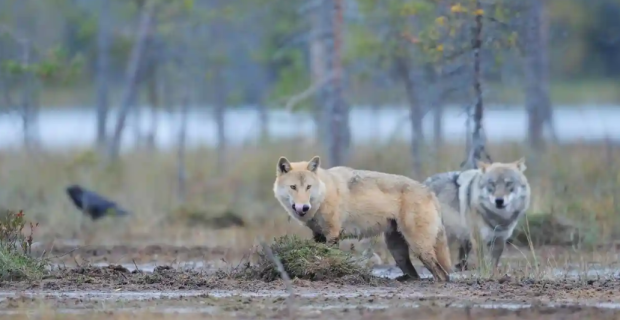 lobos