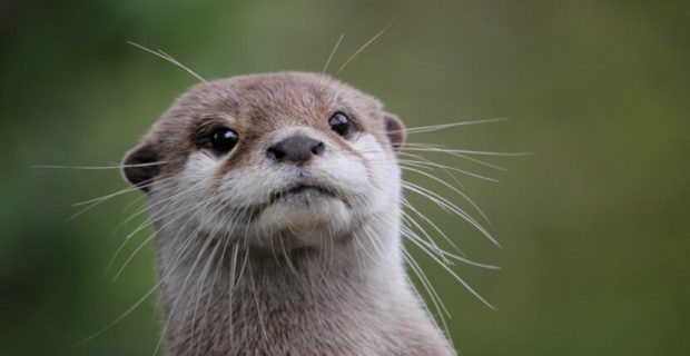 lontra
