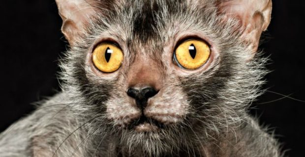lykoi_1 (1)