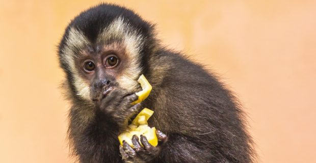 macaco
