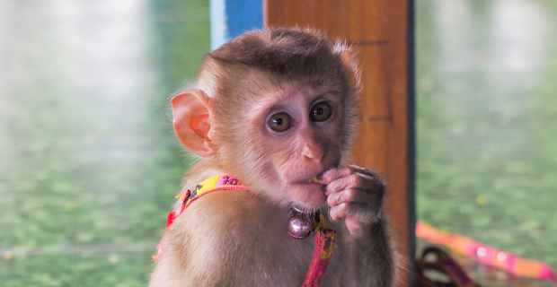 macacos