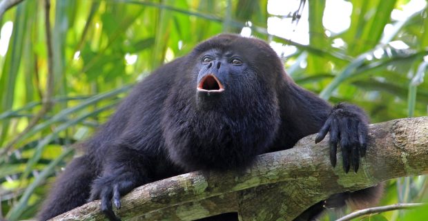 macaco_bugio