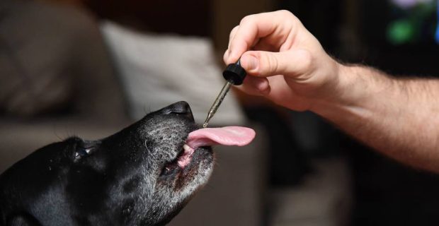 Brett Hartman gives his dogs Cayley, a six-year-old-Labrador Retriever drops of a cannabis based medicinal tincture to treat hip pain and anxiety, June 8, 2017 at his home in Los Angeles, California.
It's early morning, just after breakfast, and six-year-old Cayley is wide awake, eagerly anticipating her daily dose of cannabis. The black labrador, tail wagging, laps up the liquid tincture owner Brett Hartmann squirts into her mouth, a remedy he uses morning and evening to help alleviate Cayley's anxiety. As the multi-billion dollar medical and recreational marijuana industry for humans blossoms in the United States, so is a new customer base -- animals. / AFP PHOTO / Robyn Beck