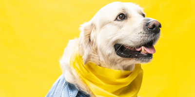 maio amarelo