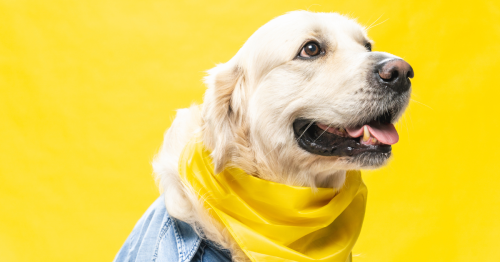 maio amarelo