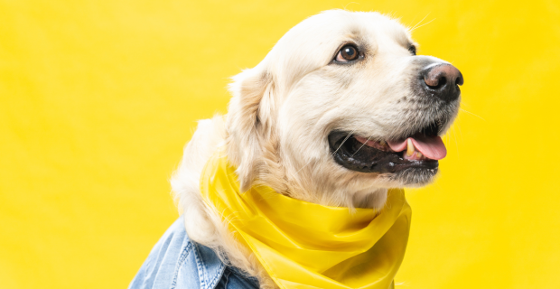 maio amarelo