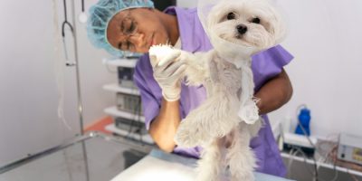 Pesquisa destaca benefícios da castração laparoscópica em cadelas