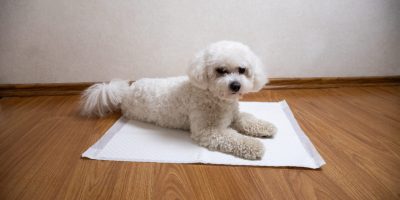 Incontinência urinária e seus determinantes multifatoriais