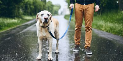 Man with dog in rain
