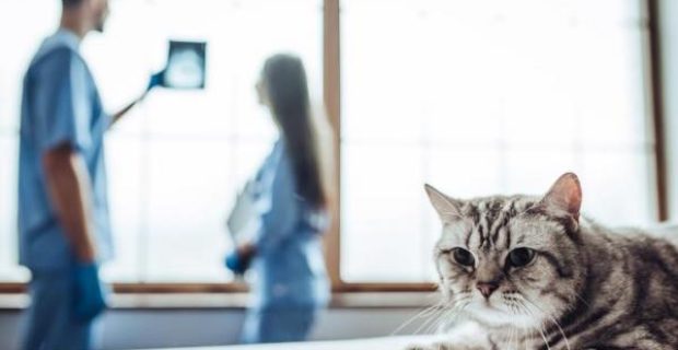 displasia coxofemoral em gatos