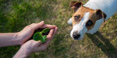Relatório aponta sustentabilidade como estratégia de crescimento no mercado pet