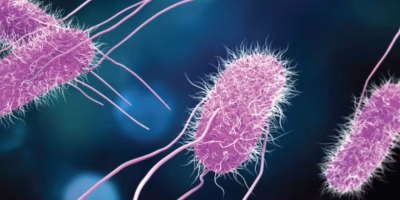 Irradiação na alimentação pet: tecnologia segura pode reduzir riscos microbiológicos