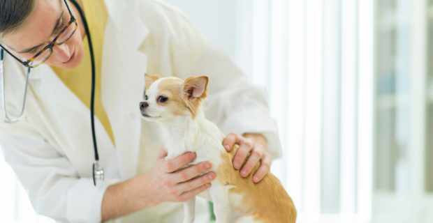 atendimento cães
