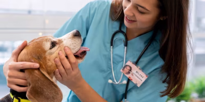 Como médicas-veterinárias e zootecnistas podem combater a violência no ambiente de trabalho?