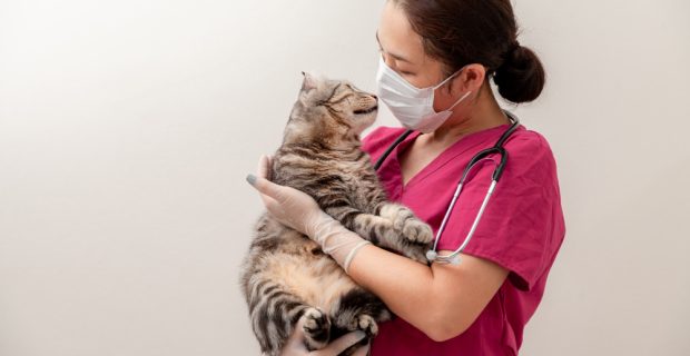 medico-veterinario-usando-mascara-medica-com-gato