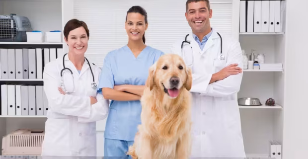 Vocação que transforma: médicos-veterinários compartilham experiências marcantes da carreira