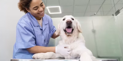 Veterinário comportamental: atua no tratamento de alterações emocionais em pets