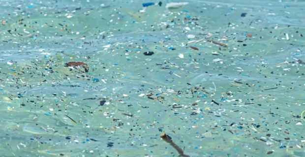 Animais mais antigos do planeta enfrentam poluição dos oceanos