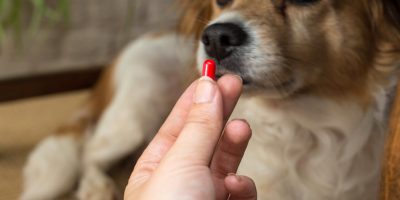 Consulta pública propõe novas regras para medicamentos veterinários genéricos no Brasil