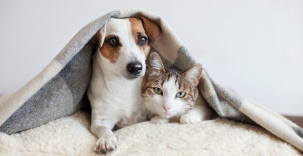 mitos-e-verdades-sobre-gripe-em-caes-e-gatos-hiperzoo-970x550-1571231321 (1)