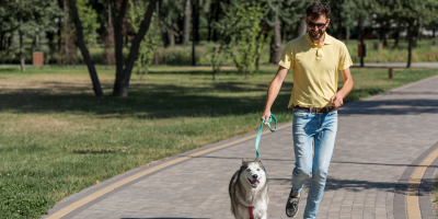 mobilidade cães
