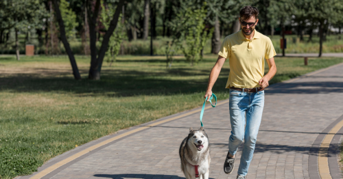 mobilidade cães