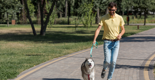 mobilidade cães